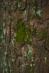 Close-up view of textured tree bark with vibrant green moss and lichen during the day in a forested area