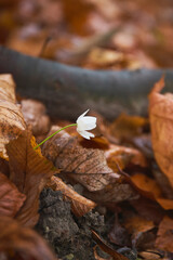  A solitary white flower blooming amidst fallen leaves on a forest floor during autumn
