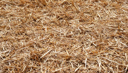 Hay texture. Close-up of a heap of golden yellow hay. Straw for background. Hay is tightly bound into a bale