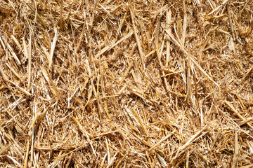 Hay texture. Close-up of a heap of golden yellow hay. Straw for background. The hay is tightly baled