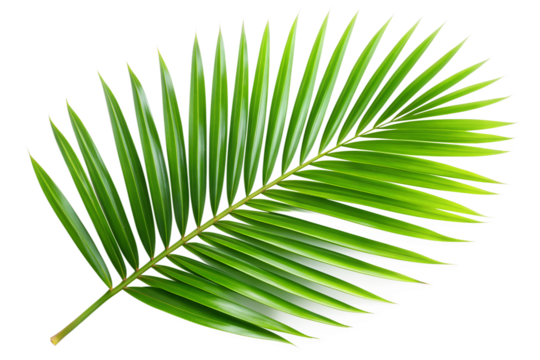 Palm leaf png