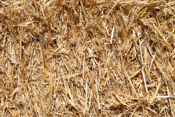 Hay texture. A pile of golden yellow hay close-up. Straw for background. Hay tightly bound into a bale