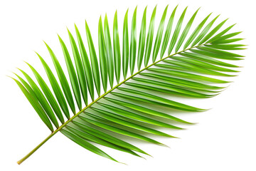 Obraz premium Palm leaf png