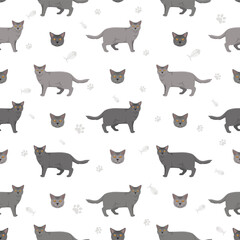 Chartreux Cat seamless pattern. All coat colors set.  All cat breeds characteristics infographic. Vector illustration