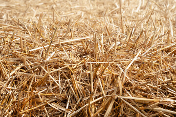 Hay texture. Heap of golden yellow hay. Straw for background close-up. Hay tightly bound in a bale