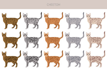 Cheetoh Cat clipart. All coat colors set.  All cat breeds characteristics infographic. Vector illustration