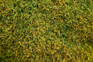 Green moss texture, natural vegetable coating