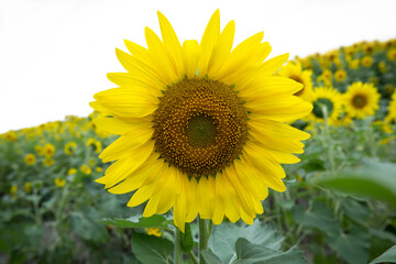 Obraz premium Close-up color photo of a beautiful vibrant yellow sunflower standing out against a field of soft blurred de-focused blooming sunflower plants. Isolated against a white background with copy space.