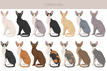 Cornish Rex Cat clipart. All coat colors set.  All cat breeds characteristics infographic. Vector illustration