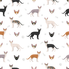 Cornish Rex Cat seamless pattern. All coat colors set.  All cat breeds characteristics infographic. Vector illustration