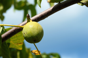 Walnut. Green walnut on a branch. Selective focus
