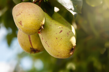Ripe pears on a branch. Pear close-up. Selective focus