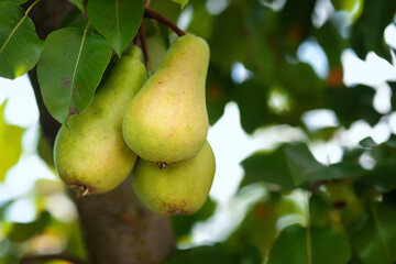 Ripening pears on a branch. Pear close-up. Selective focus