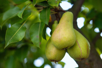 Ripening pears on a branch. Pear close-up