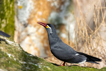 Male Inca Tern (Larosterna inca) along the Pacific Coast of South America