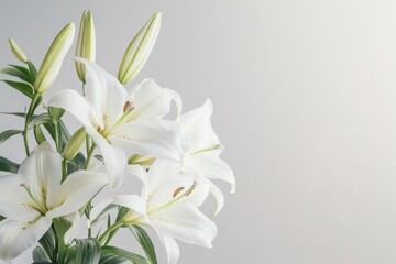 Fototapeta premium Arrangement of ivory lilies on a bright backdrop