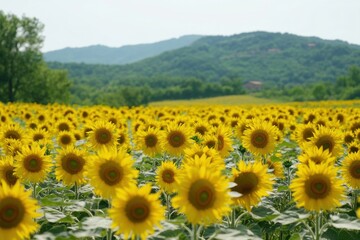 Fototapeta premium Vibrant sunflower landscapes amidst nature's picturesque farming views