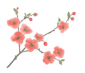 Watercolor Painting of Red Cherry Blossom Branch with Buds and Flowers