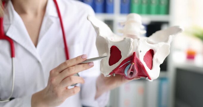 Doctor holds model of pelvic bone. Effective treatment of chronic pelvic pain concept