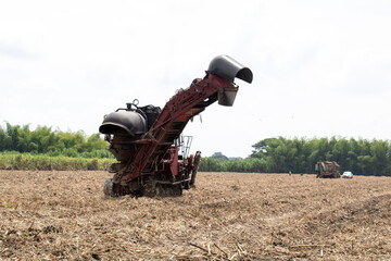 Sugarcane harvester cutting a vast crop