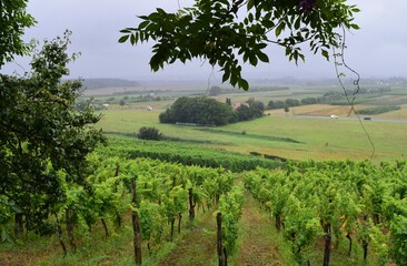 Naklejka premium Lush green foliage of the oldest vineyard in Sachsen, Germany on a rainy day