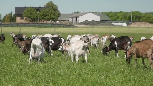 A large herd of domestic dairy goats of different breeds and colors graze in a meadow near the farm. Breeding of farm animals in agriculture. Goat farm.