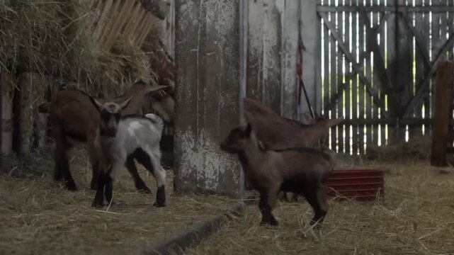 Young friends of the goats playfully frolic in the barn, jumping and running around each other in a friendly way. Keeping and breeding of young farm animals in agriculture.