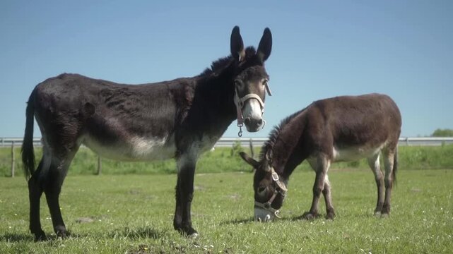 Donkeys graze in the meadow. Two hardworking stubborn donkeys with reins on their muzzles graze in a pasture on a clear sunny day. The use of farm animal labor in agriculture.