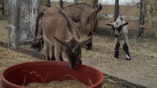 The young elder kid drives the newborn younger kids away from the feeder with his horns. Hierarchy, relationships and the struggle for leadership in a pack of animals. Feeding the cubs of farm animals