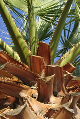 coconut palm tree in the garden