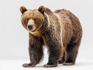 A close-up view of a brown bear standing on all fours in a neutral setting