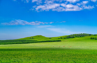 Landscape of green grassland and blue sky