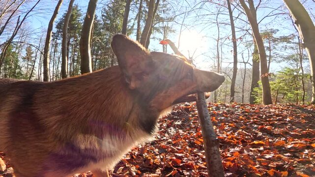 SLOW MOTION, LENS FLARE: Playful mixed breed dog grabs a stick during a walk in the autumn forest and takes it to its owner. Man and his pet enjoy a sunny day surrounded with nature in fall colors.