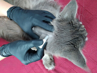 Applying Flea and Tick Treatment Drops to Gray Long-Haired Cat's Nape Using Pipette During Grooming