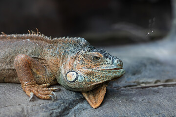 A lizard is currently laying out on a rock with its mouth wide open