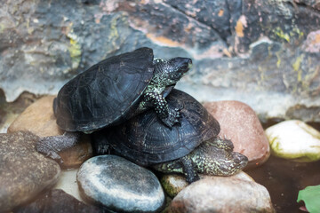 Fototapeta premium Three turtles rest on top of each other on rocks in nature