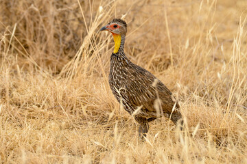 Francolin à cou jaune,.Pternistis leucoscepus, Yellow necked Spurfowl