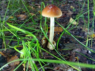 Beautiful toadstool among green long grass in leaf in oak forest. Mushroom search and nature backgrounds with poisonous brown mushroom.