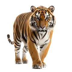 Naklejka premium Majestic Tiger Portrait with Striking Gaze