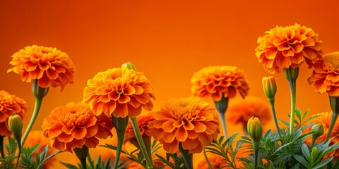 Vibrant orange marigold flowers bloom against a matching solid orange background, with ample copyspace for text, creating a warm and inviting visual theme for designs.