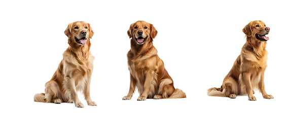 Three Golden Retrievers Sitting and Smiling