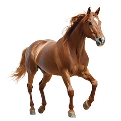 Obraz premium Chestnut Horse in Motion