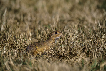 Cute small animal next to Inner lake Tihany, Hungary. European ground squirrel (Spermophilus citellus)
