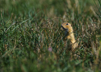 Obraz premium Cute small animal next to Inner lake Tihany, Hungary. European ground squirrel (Spermophilus citellus)