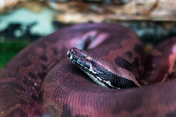 CloseUp of a Beautiful Python in Its Natural Habitat, Showcasing Its Intricacies