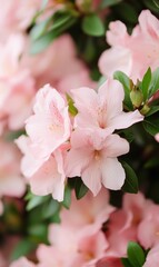 Obraz premium Vibrant Close-Up of Pink Flowers in Full Bloom with Lush Green Leaves, Capturing Liveliness and Freshness