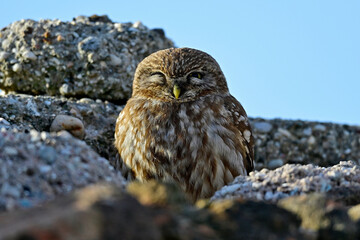 Steinkauz // Little owl (Athene noctua)