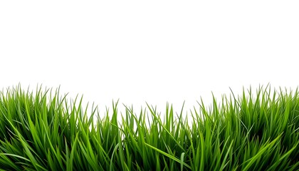 A vibrant close-up of fresh green grass blades isolated against a white background. The lush grass is vividly colored, with sharp edges and natural variations in texture, creating a sense of freshness