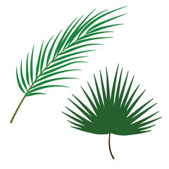 Palm Leaf