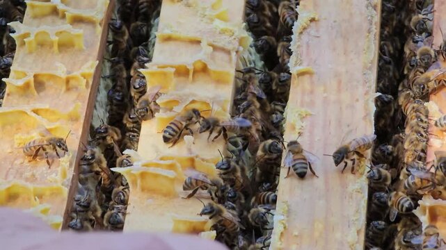 Workers bees processes pollen and pumps honey comb. Apiary. 
